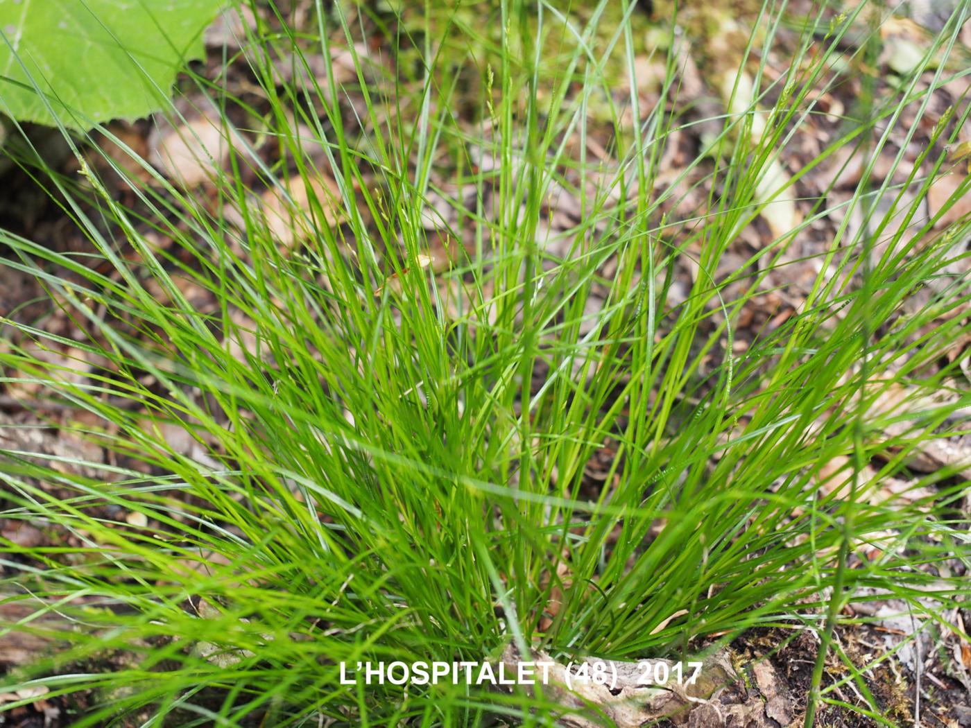 Sedge, Remote-spiked plant